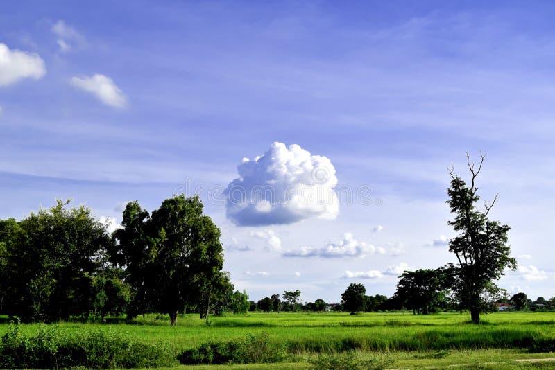 Green meadow, white clouds, blue sky.