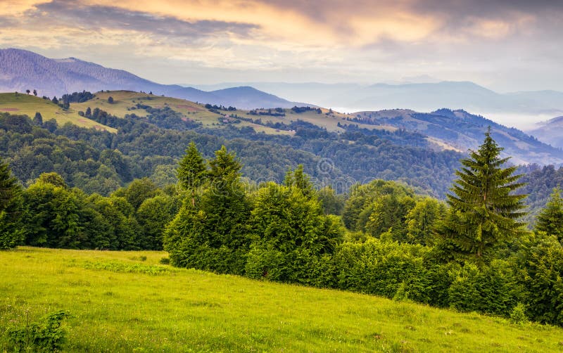 Green Meadows and Forest of the Carpathians Stock Image - Image of ...