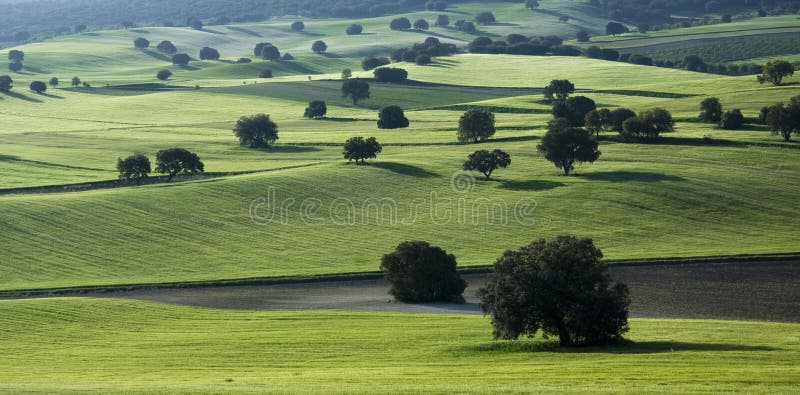 Green mediterranean landscape