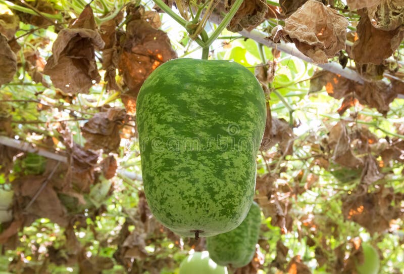Green melon stock image. Image of healthy, watermelon 88754843