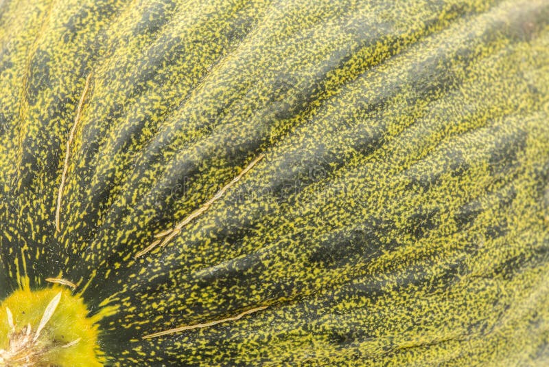 Green melon closeup stock photo. Image of round, food 99745972