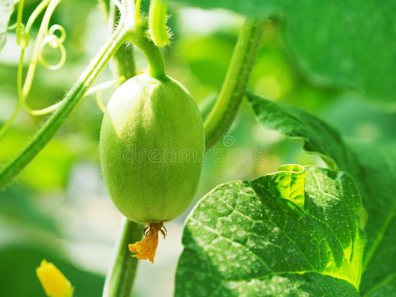 Green Baby Melon Fruit on Tree. Stock Image Image of field, nutrition