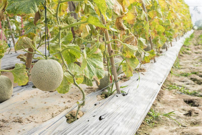 Green melons grow on trees stock photo. Image of food 107160084