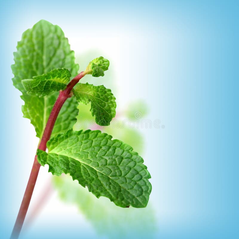 Green Mint on Blue Background Stock Image Image of herb, blue 13389565