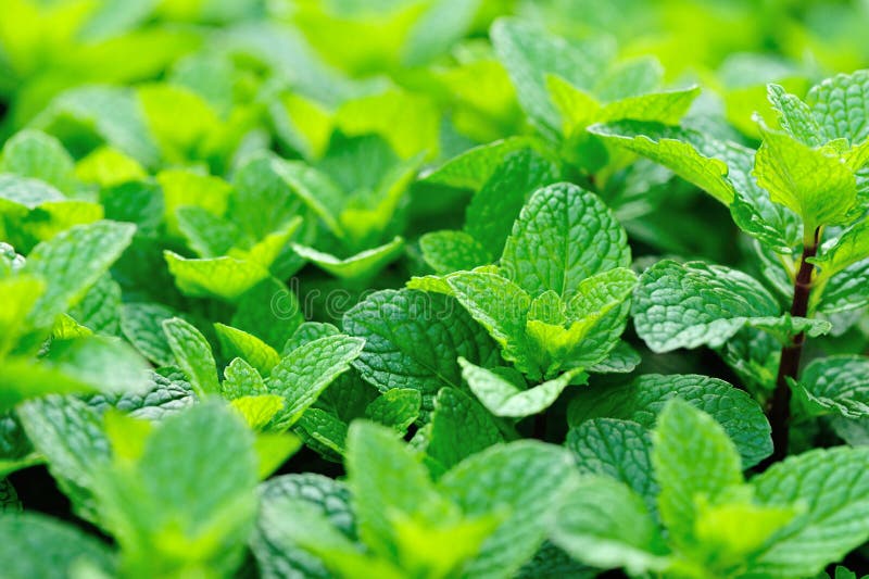 Green Mint Plants In Growth Stock Image Image of oriental, fresh