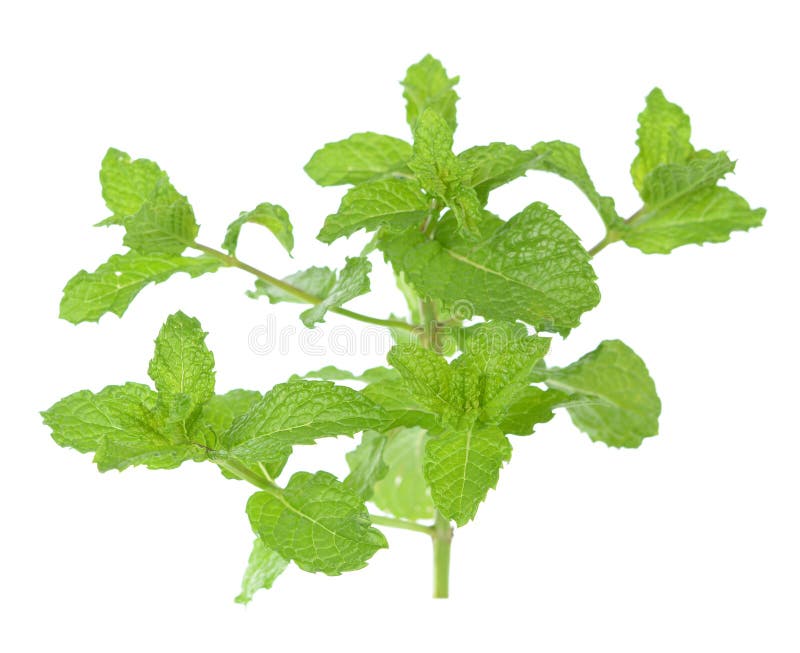 Green mint stock photo. Image of fresh, mint, food, spice 45505054