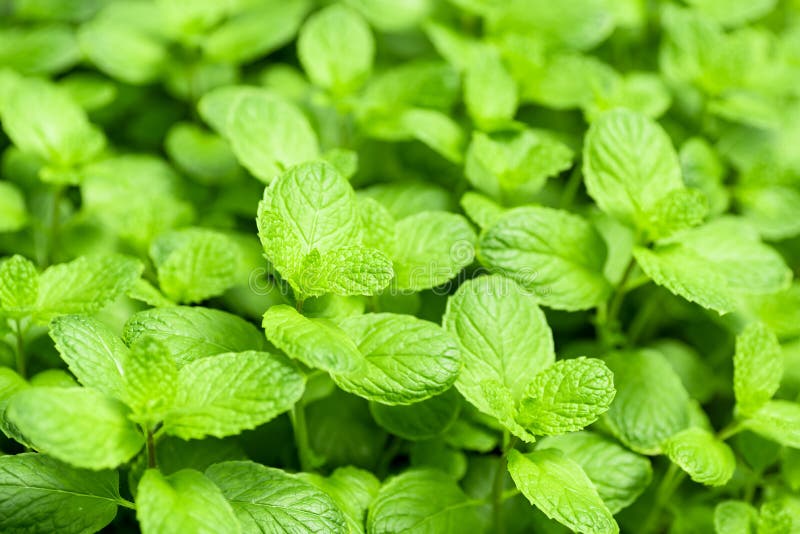 Green Mint Plant in Vegetable Garden Stock Photo Image of spearmint