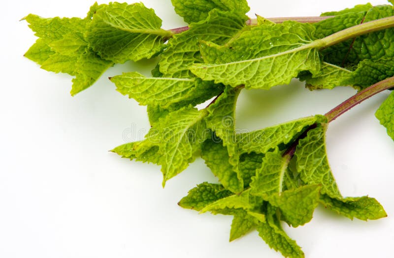 Green mint leaves stock photo. Image of chive, vegetarian 6424740