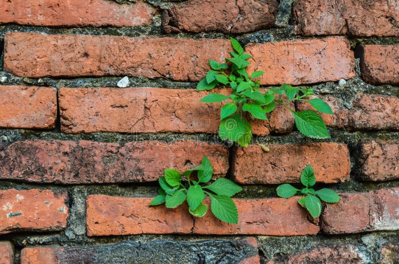 Green Mint Leaves on Brick Wall Stock Photo Image of colors, plants
