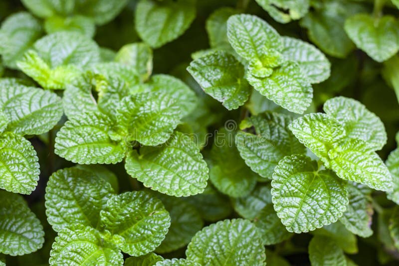 Green Mint Leaves in a Garden stock photography Green Mint Leaves in a Garden stock photography