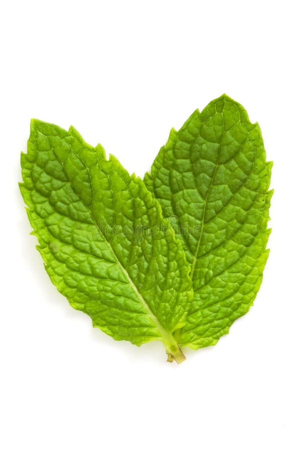 Green mint Leaf stock image. Image of mint, green, freshness 33164989