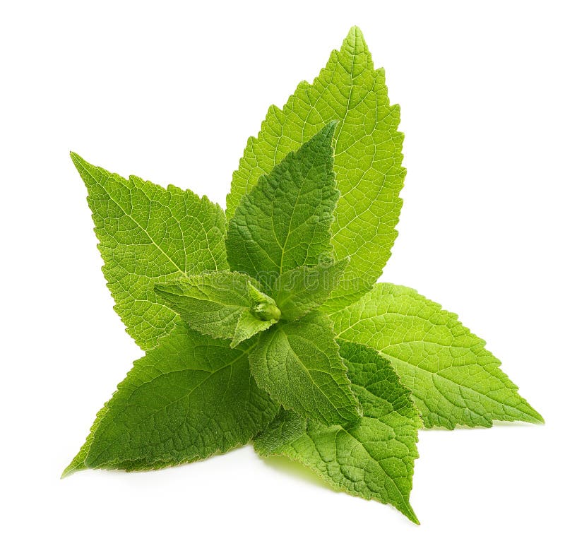 Green mint leaves isolated stock image. Image of green 189618735