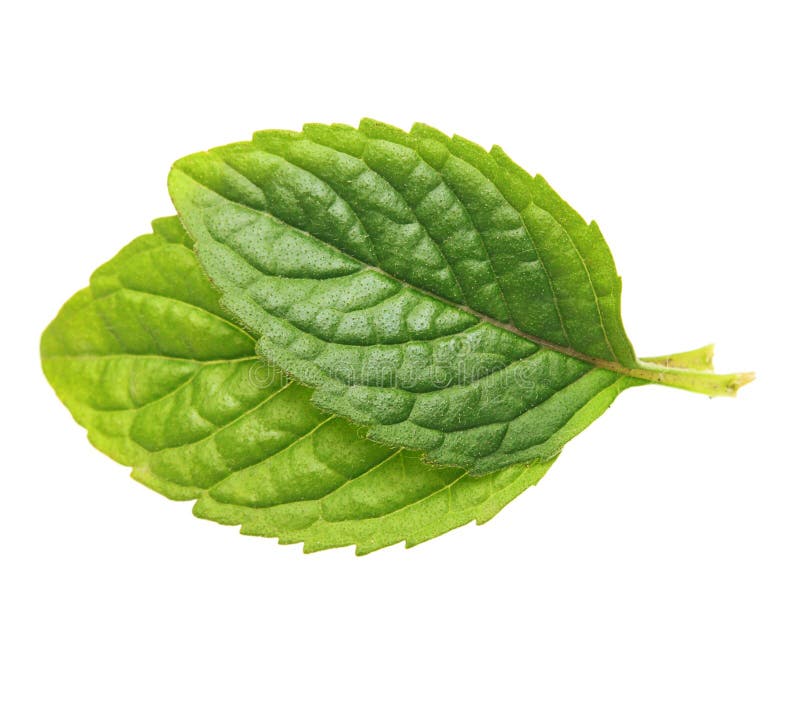 Green mint leaves. stock photo. Image of menthol, freshness 32901698
