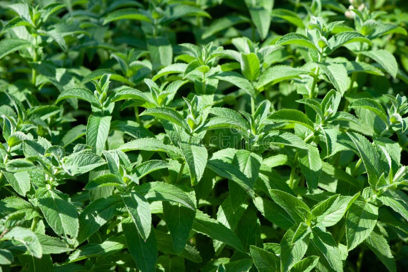 Green mint plant royalty free stock photos Green mint plant royalty free stock photos