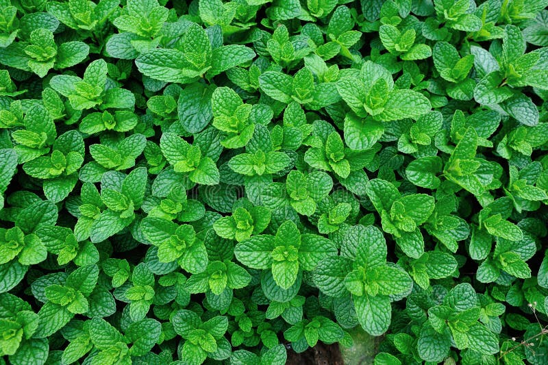 Green mint plant stock photo. Image of leaf, oriental 87651612