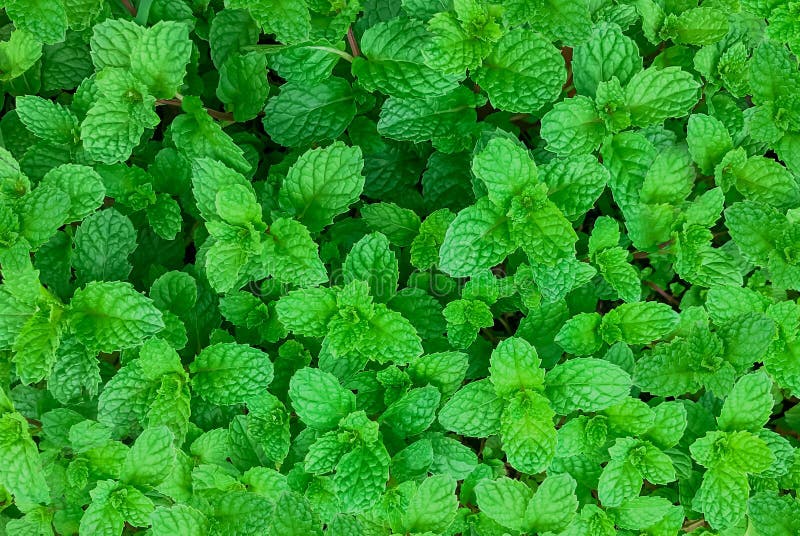 Green mint plant in growth at vegetable garden,mint background