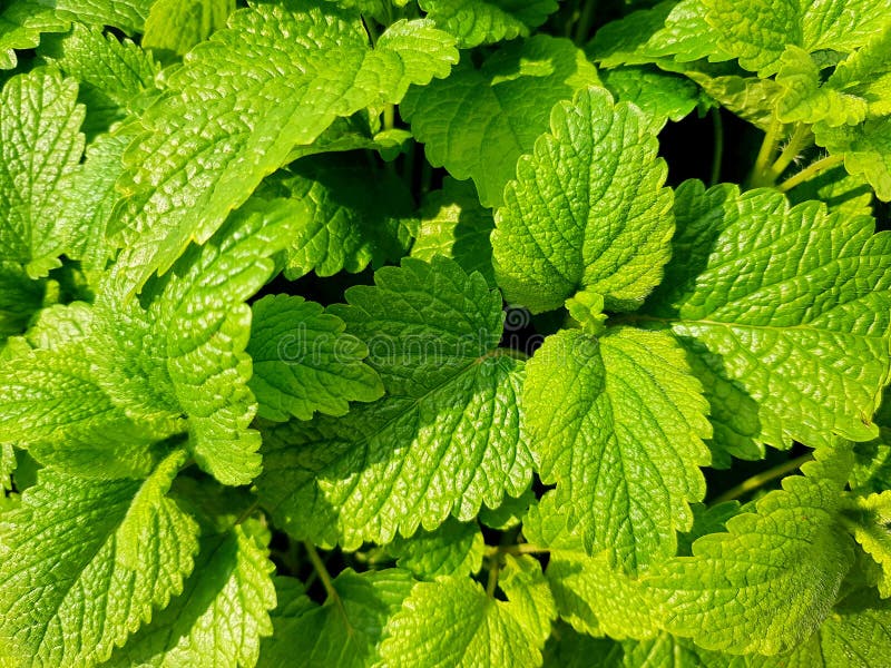 Fresh green mint leaves. Background with mint leaves. Green mint plants. Background with fresh green mint leaves royalty free stock images