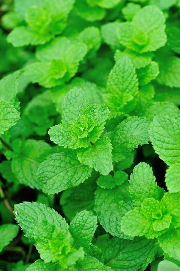 Green Mint Plants in Growth Stock Photo Image of herba, plant 41700480