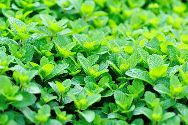 Green Mint Plants in Growth Stock Image Image of green, nursery 51301315