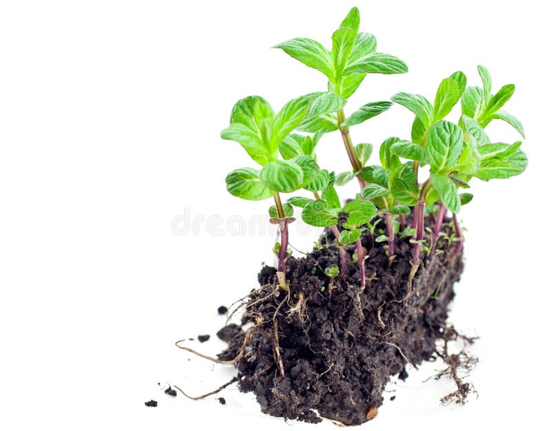 Green Mint Sprouts in Plastic Pot Stock Photo Image of background