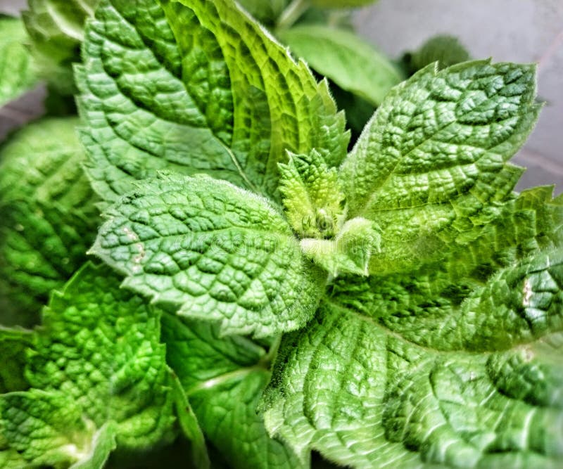 Green mint. stock image. Image of like, plant, life, still 75283473