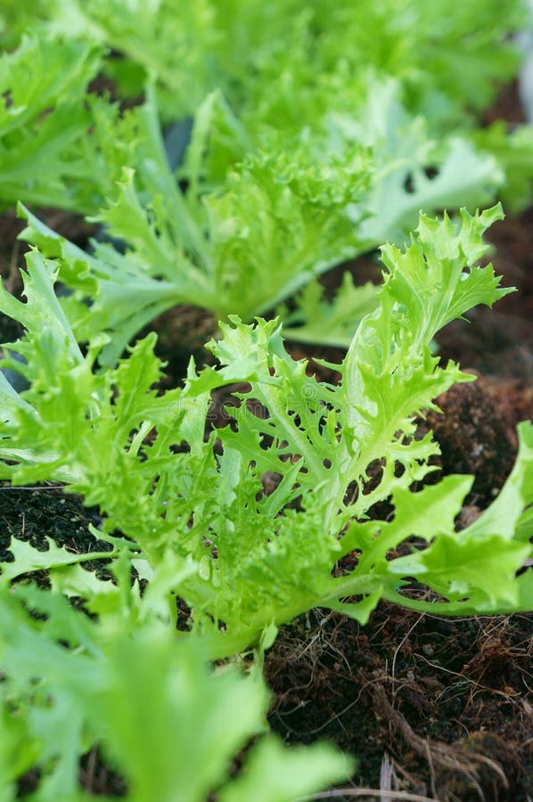 Green Mizuna organic salad vegetable growing