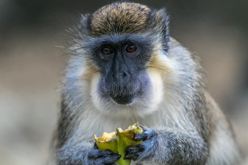 Green monkey stock image. Image of eating, mammal, tropical 114379107