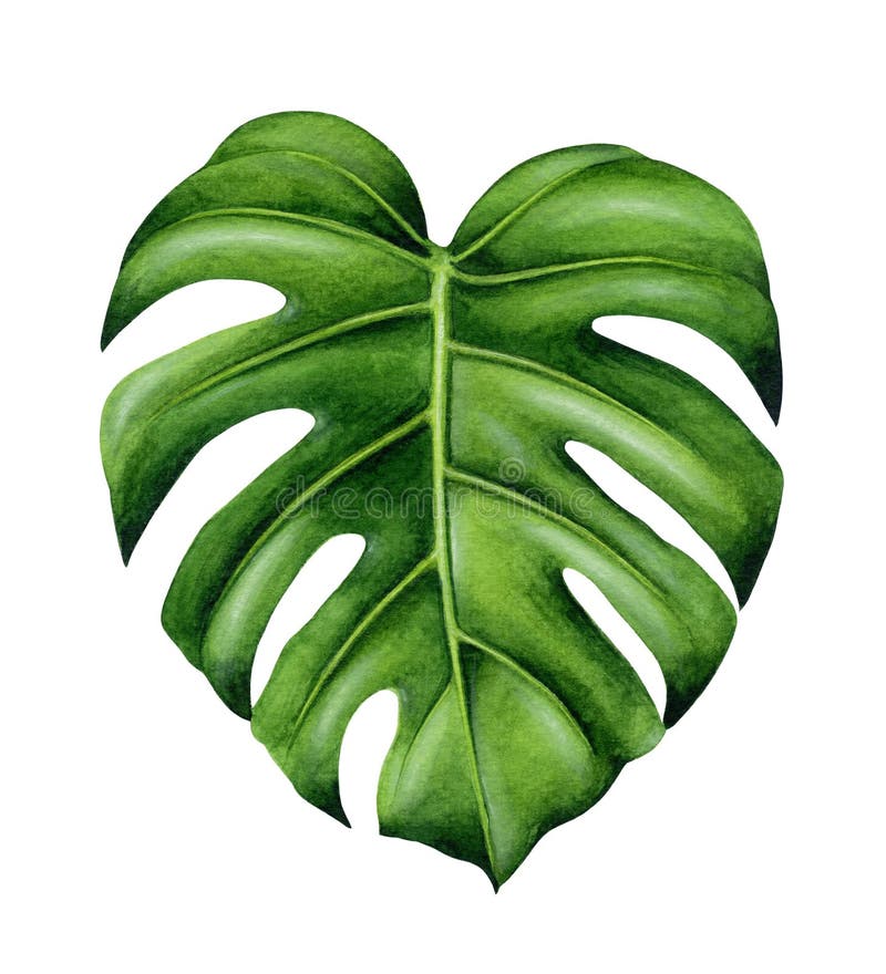 Green monstera leaf. stock illustration. Illustration of realistic ...