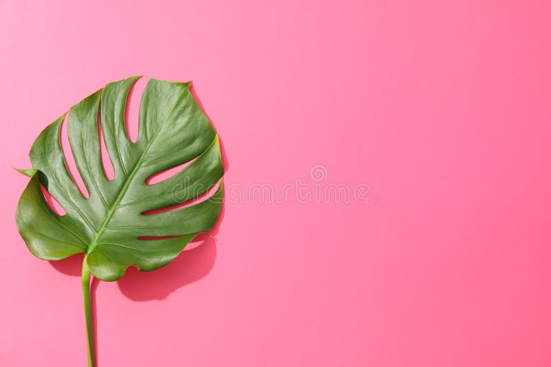 Green Monstera on Pink Background Stock Photo Image of closeup