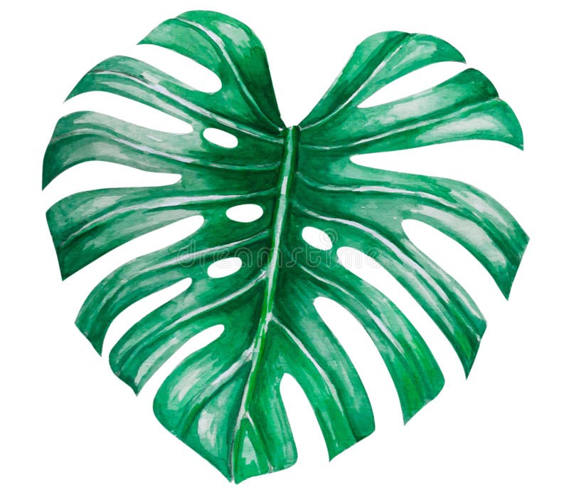 Green Monstera Tropical Leaves Watercolor Illustration, Isolated on ...