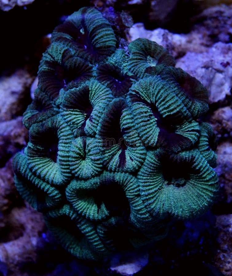 Green Montastrea Brain Coral Stock Image Image of brain, montastrea