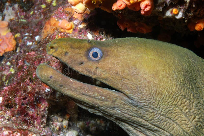 Green Moray Eel Picture. Image 5072248