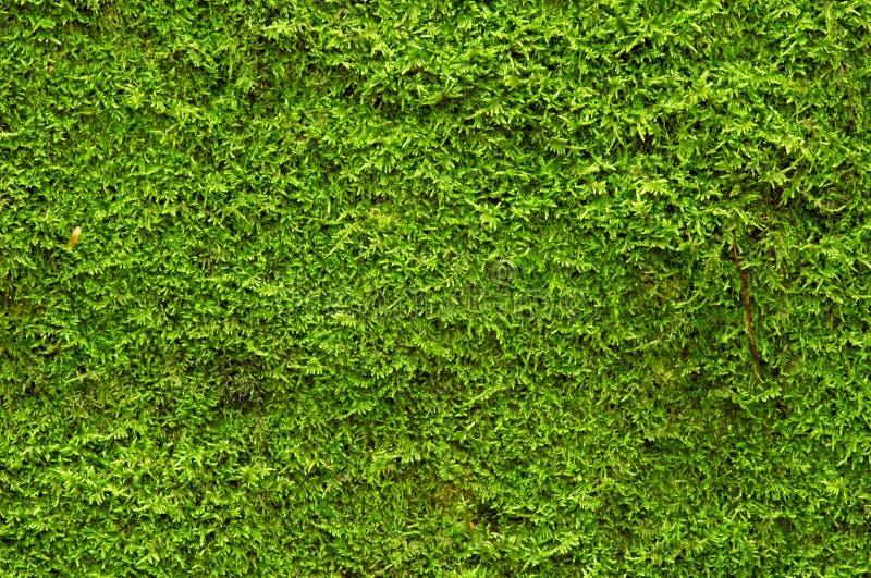 Green moss