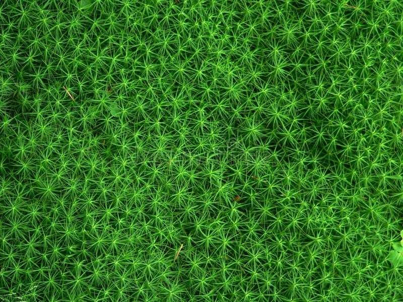 Green Moss royalty free stock photo
