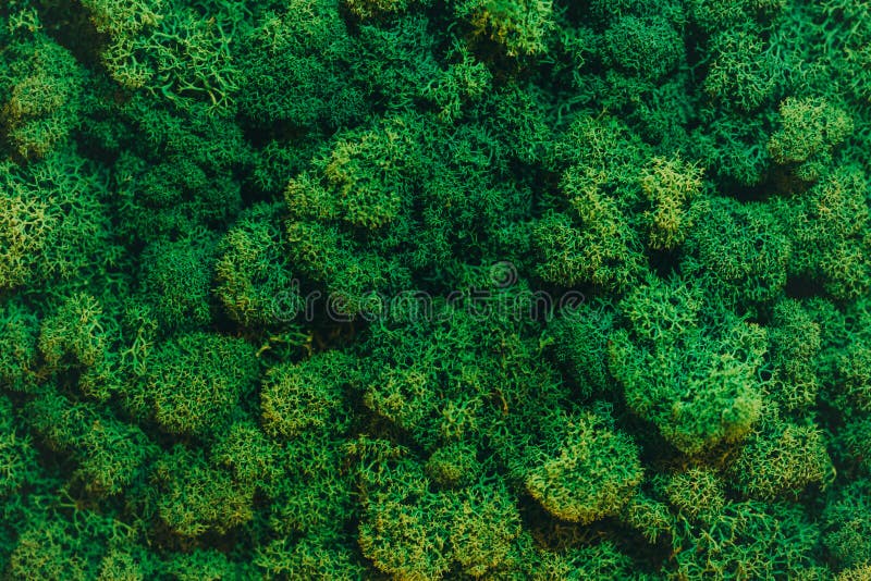 Green Moss Background stock image. Image of field, fresh 110236431
