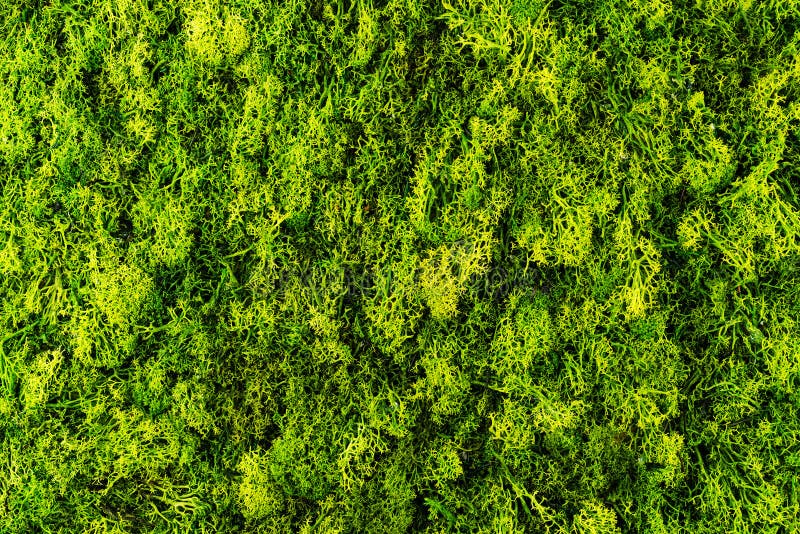 Green Moss Background Texture Stock Image Image of moss, abstract