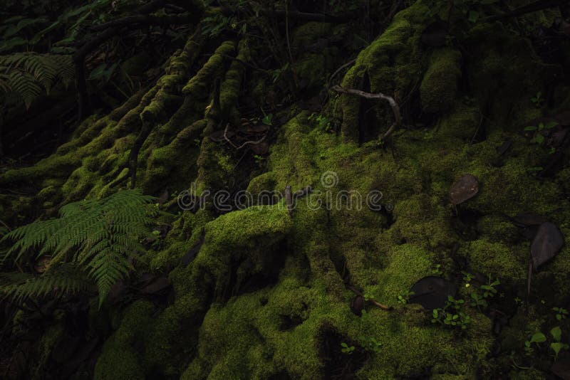 Green moss at the base of a tree in the tropical cloud forest in winter time in the green mountains of Costa Rica stock photography