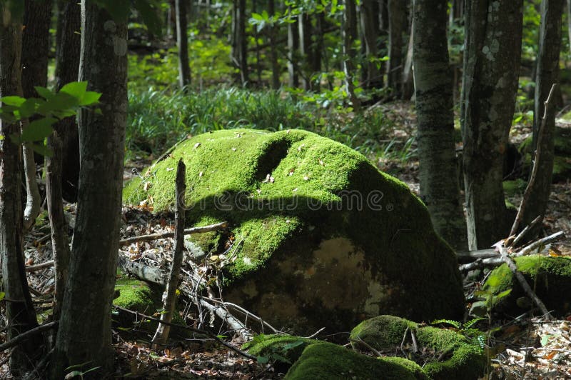 Green moss on the big rock.