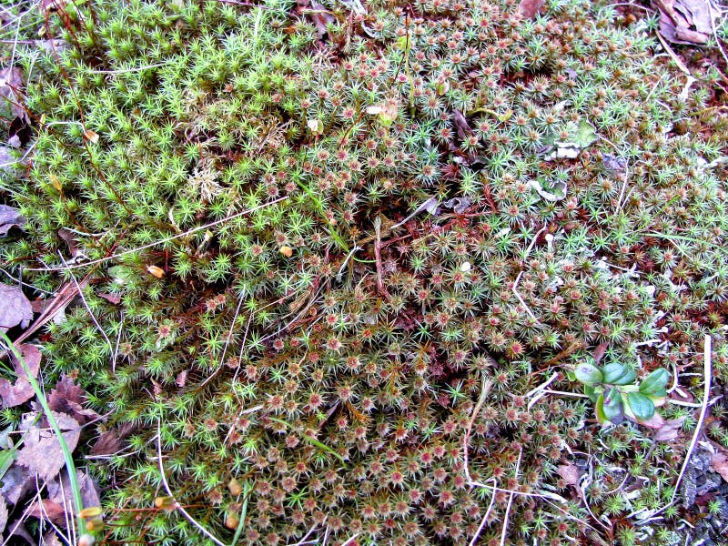 Green Moss Blooms in Small Light Colors Stock Image - Image of dense ...