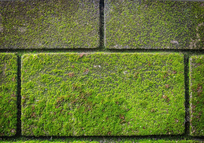 Green moss on brick wall stock image. Image of image 34234959