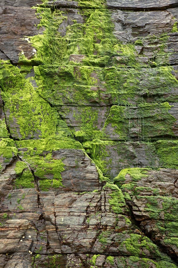 Green moss at cliff