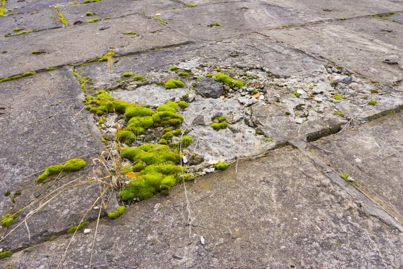 Green Moss on Concrete Slabs Stock Photo Image of aged, weathered