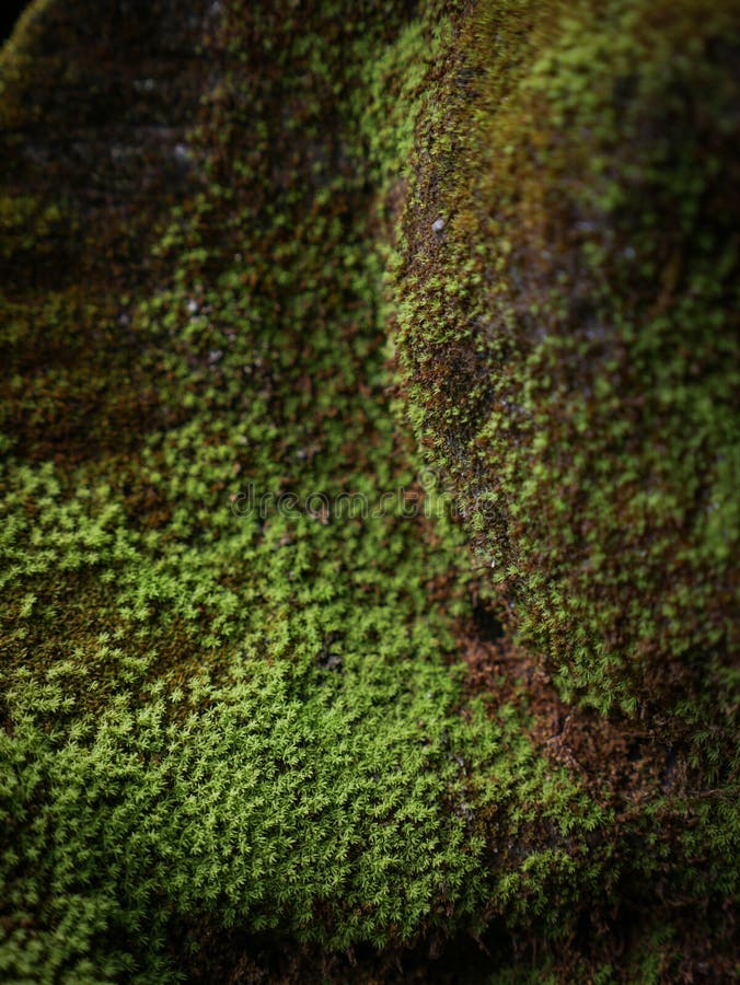 Green Moss Covered the Stones. Stock Photo Image of background
