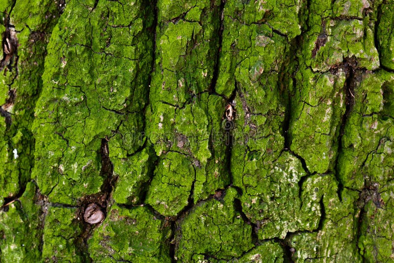 Green moss covers an oak tree`s bark.