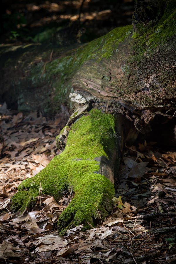 The Moss Slowly Replaces The Branch With Greenery Stock Image Image