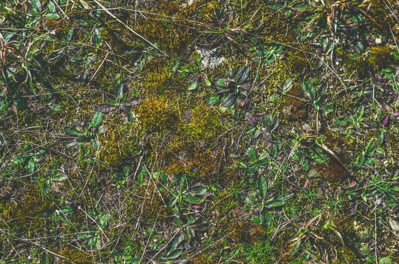 Green moss and grass stock photo. Image of outdoor, close 211093656