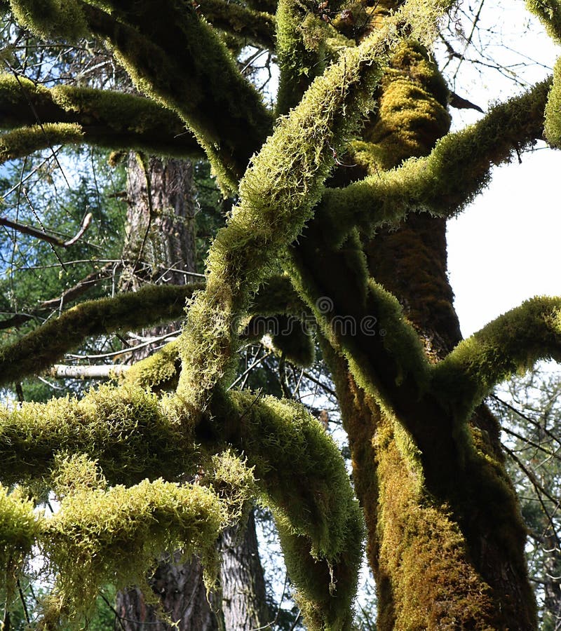 Looking up from below at moss covered tree branches in Cathedral Grove on Vancouver Island Canada. Looking up from below at moss covered tree branches in Cathedral Grove on Vancouver Island Canada