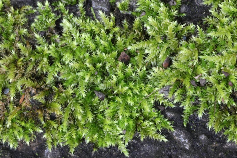 Green Moss Growing on Asphalt. Bryophyta Sensu Stricto View 5 Stock ...