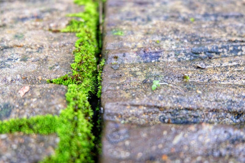 Green Moss Growing on Concrete. Stock Image Image of closeup, color