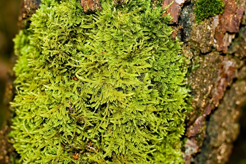 Green Moss Growing On A Fallen Tree royalty free stock images